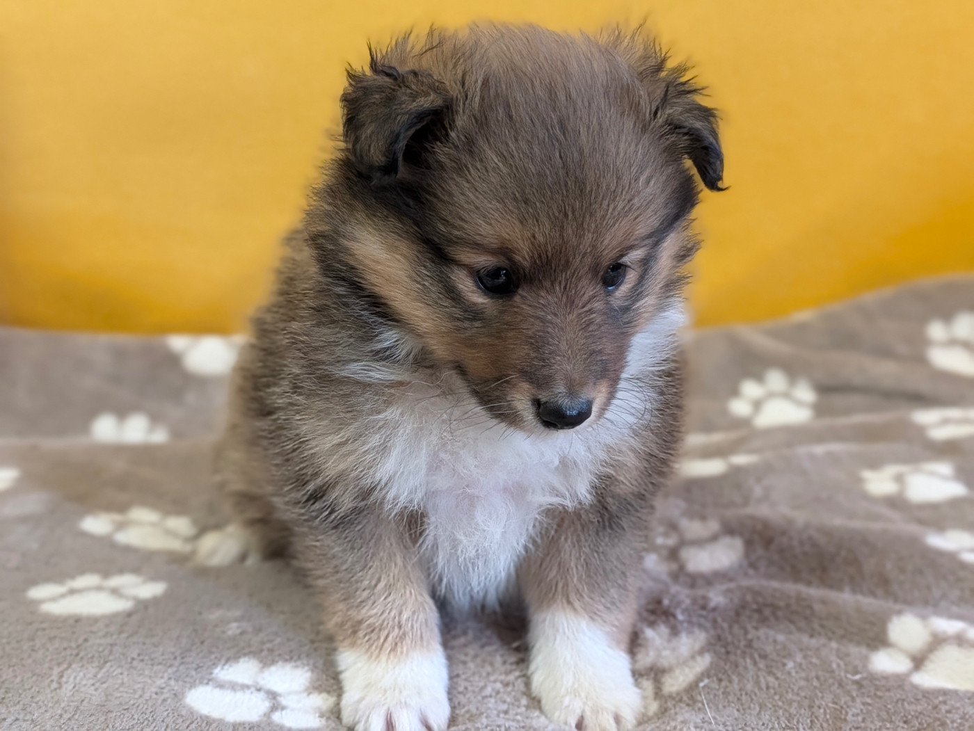 du Cèdre Enchanté - Chiots disponibles - Shetland Sheepdog