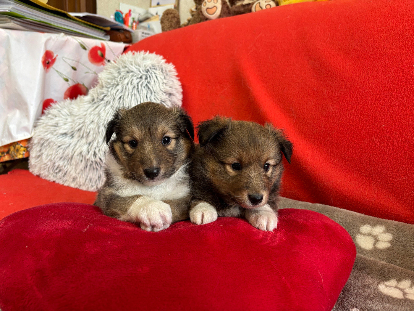 du Cèdre Enchanté - Chiots disponibles - Shetland Sheepdog