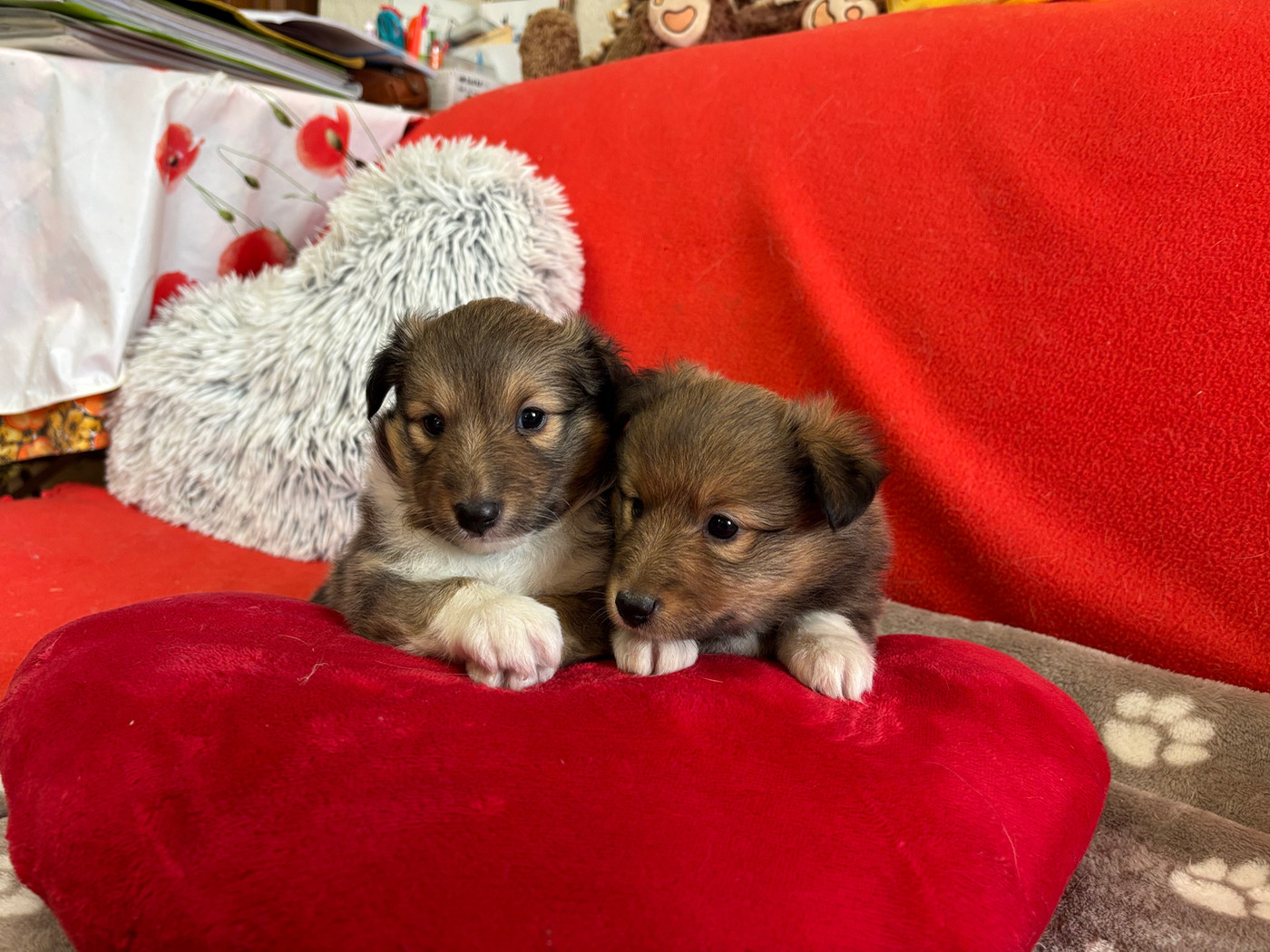 du Cèdre Enchanté - Chiots disponibles - Shetland Sheepdog