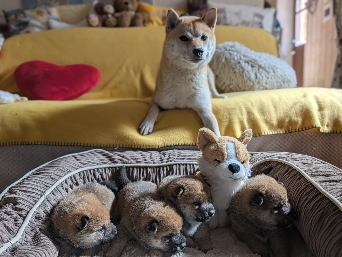 Shiba Inu