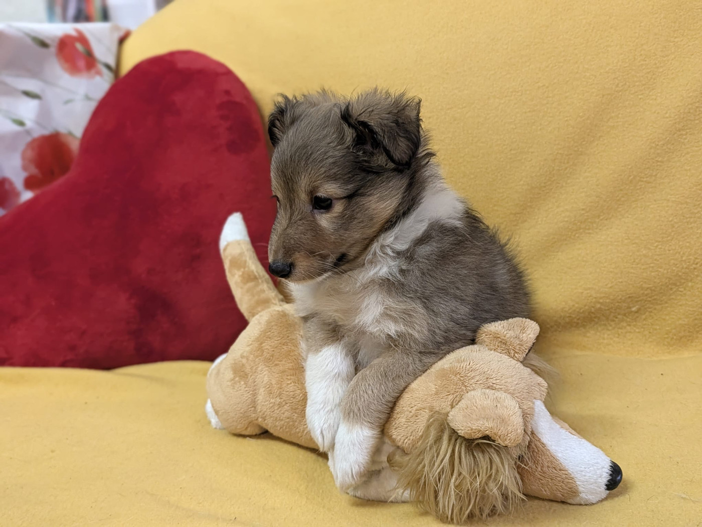 du Cèdre Enchanté - Chiots disponibles - Shetland Sheepdog