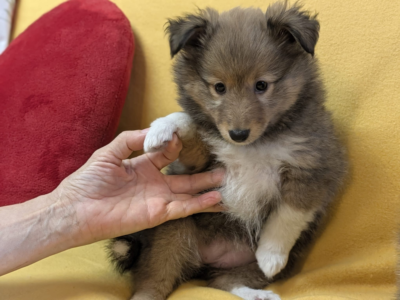 du Cèdre Enchanté - Chiots disponibles - Shetland Sheepdog