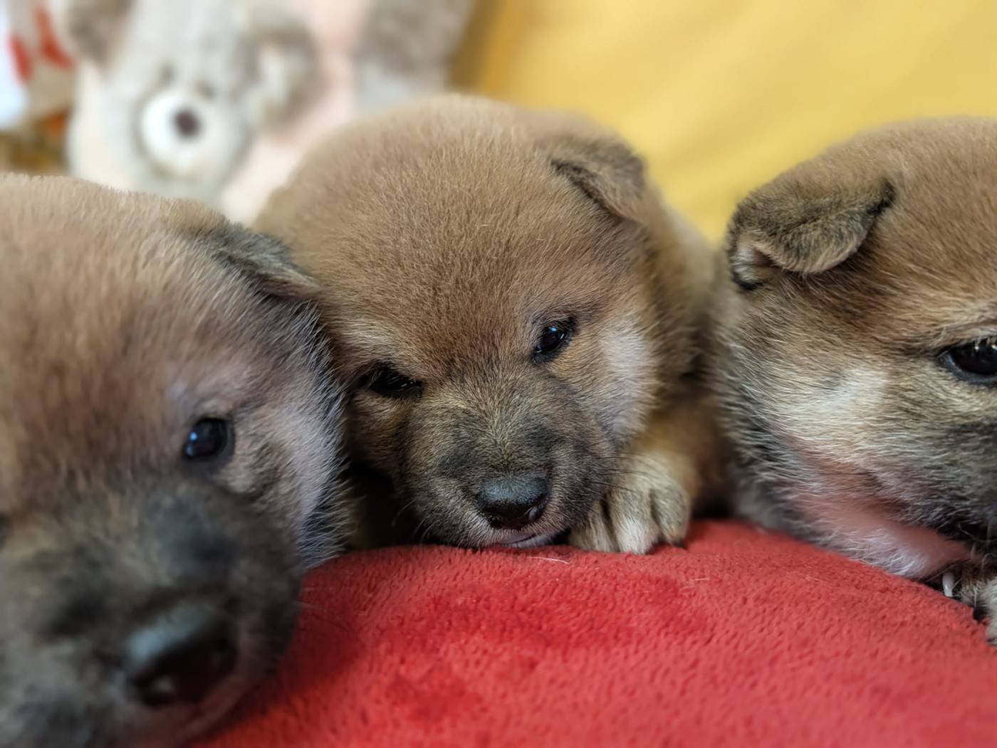 du Cèdre Enchanté - Chiots disponibles - Shiba