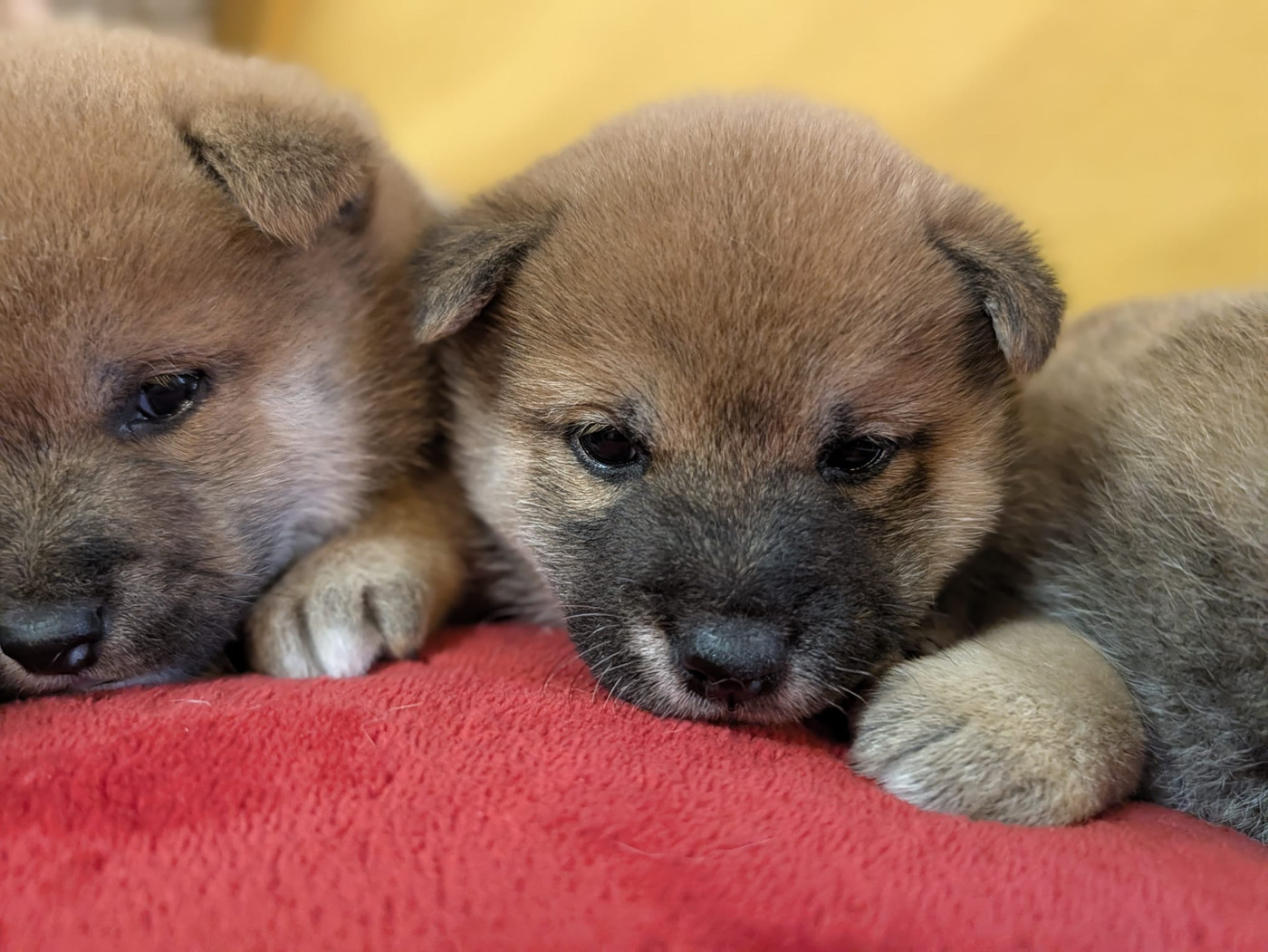 du Cèdre Enchanté - Chiots disponibles - Shiba