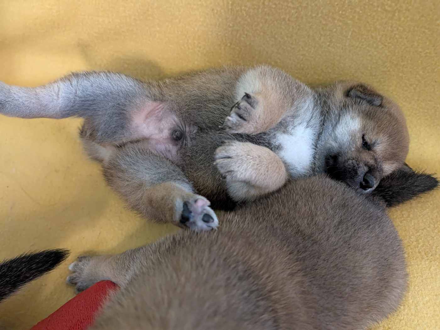 du Cèdre Enchanté - Chiots disponibles - Shiba