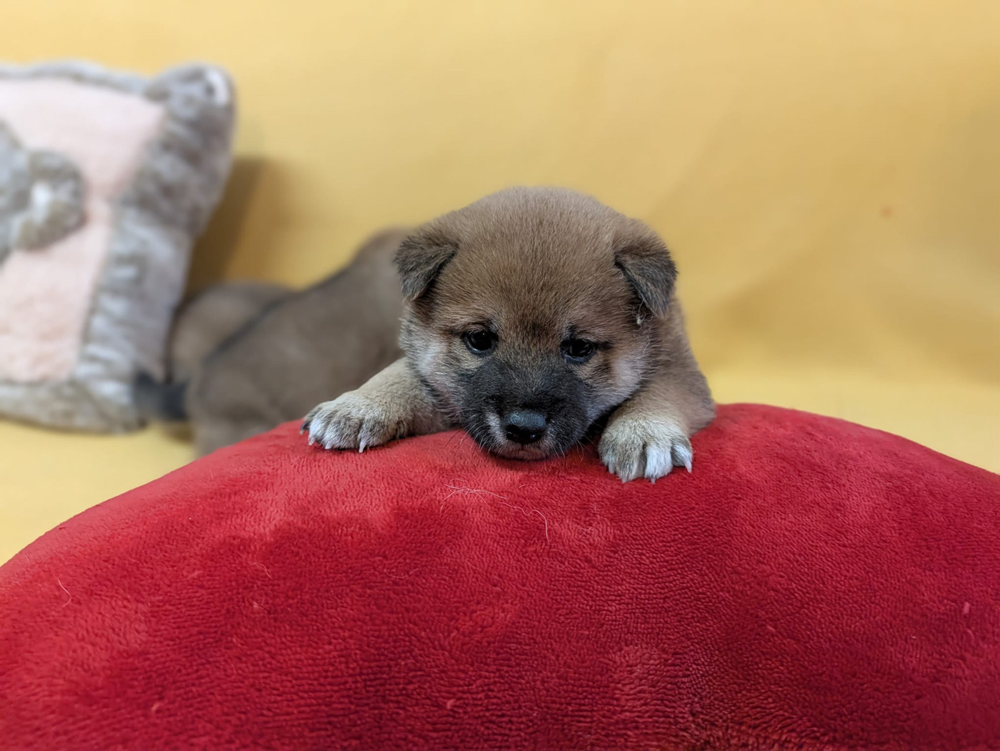 du Cèdre Enchanté - Chiots disponibles - Shiba