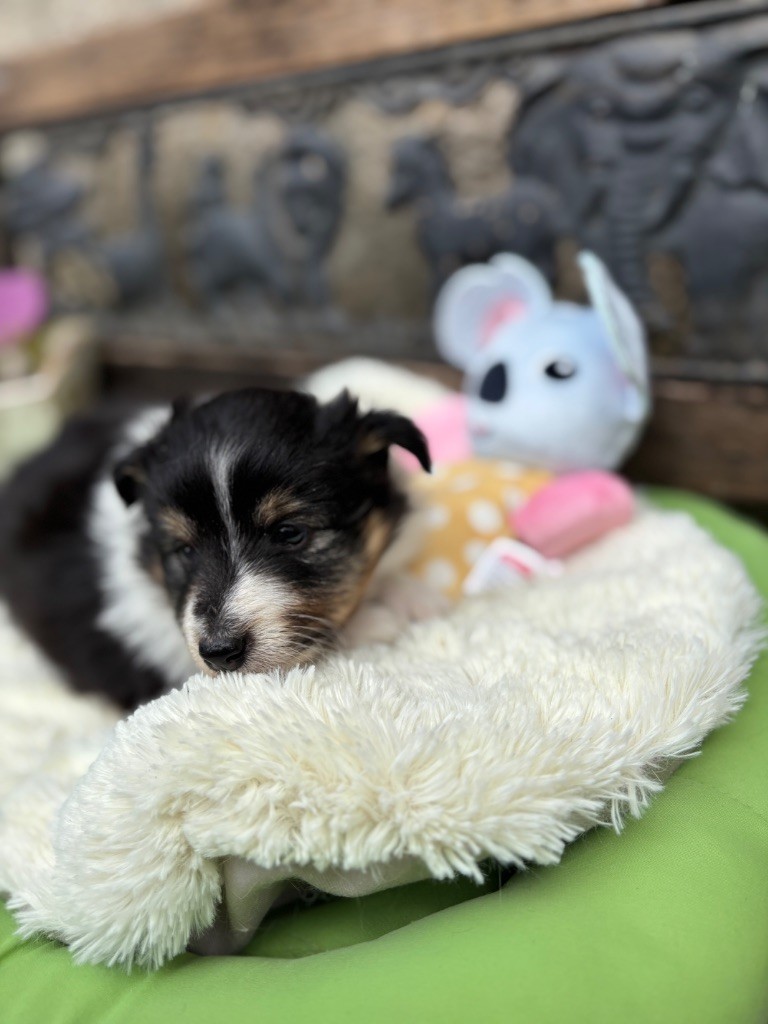 du Cèdre Enchanté - Chiots disponibles - Shetland Sheepdog
