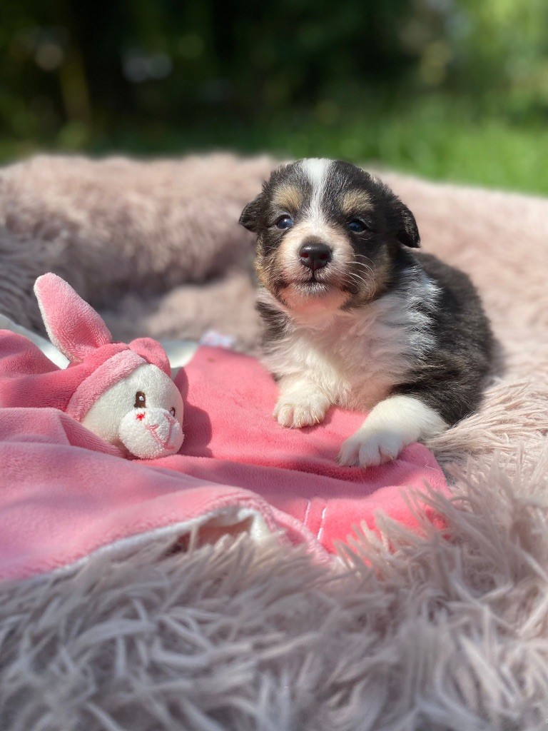 du Cèdre Enchanté - Chiots disponibles - Shetland Sheepdog