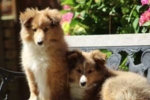 Chiot Shetland Sheepdog du Cèdre Enchanté