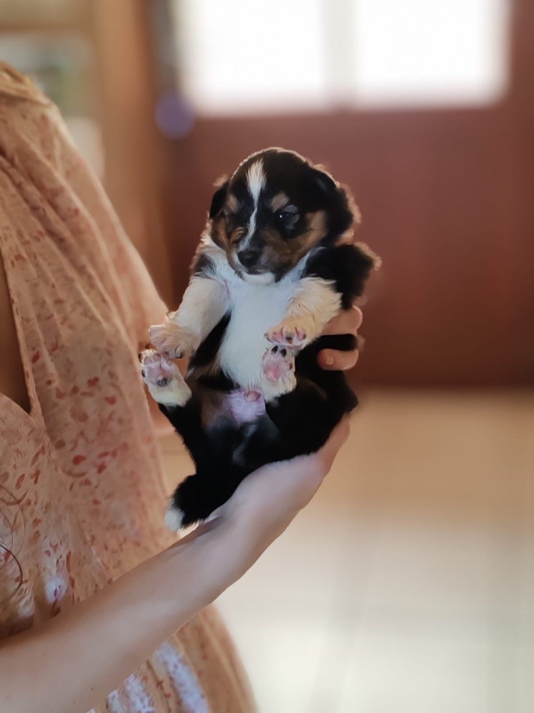 du Cèdre Enchanté - Chiots disponibles - Shetland Sheepdog