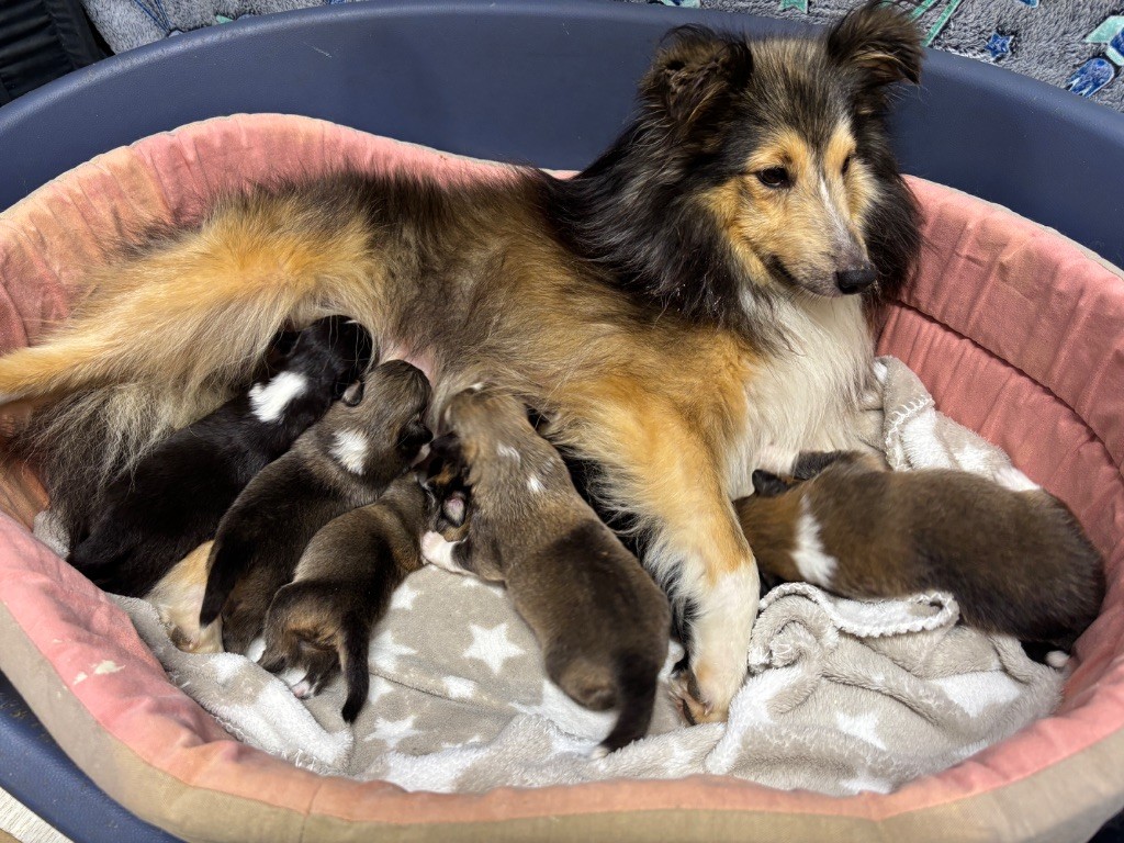 du Cèdre Enchanté - Chiots disponibles - Shetland Sheepdog