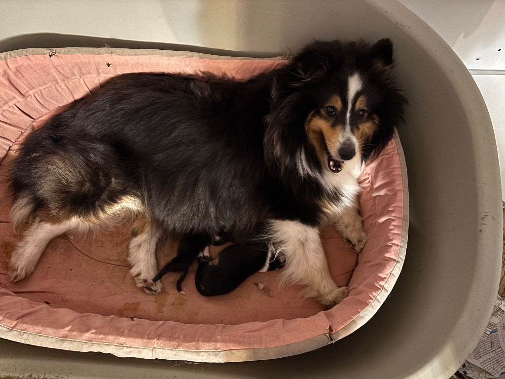 du Cèdre Enchanté - Chiots disponibles - Shetland Sheepdog