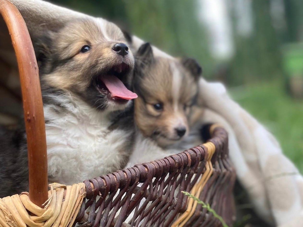 du Cèdre Enchanté - Chiots disponibles - Shetland Sheepdog