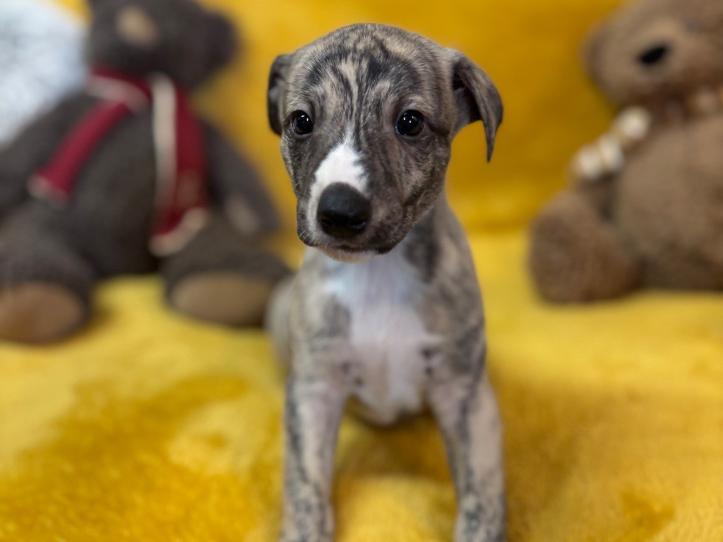 du Cèdre Enchanté - Chiots disponibles - Whippet