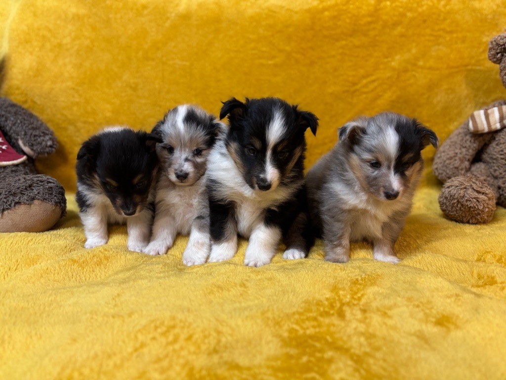 du Cèdre Enchanté - Shetland Sheepdog - Portée née le 20/09/2025