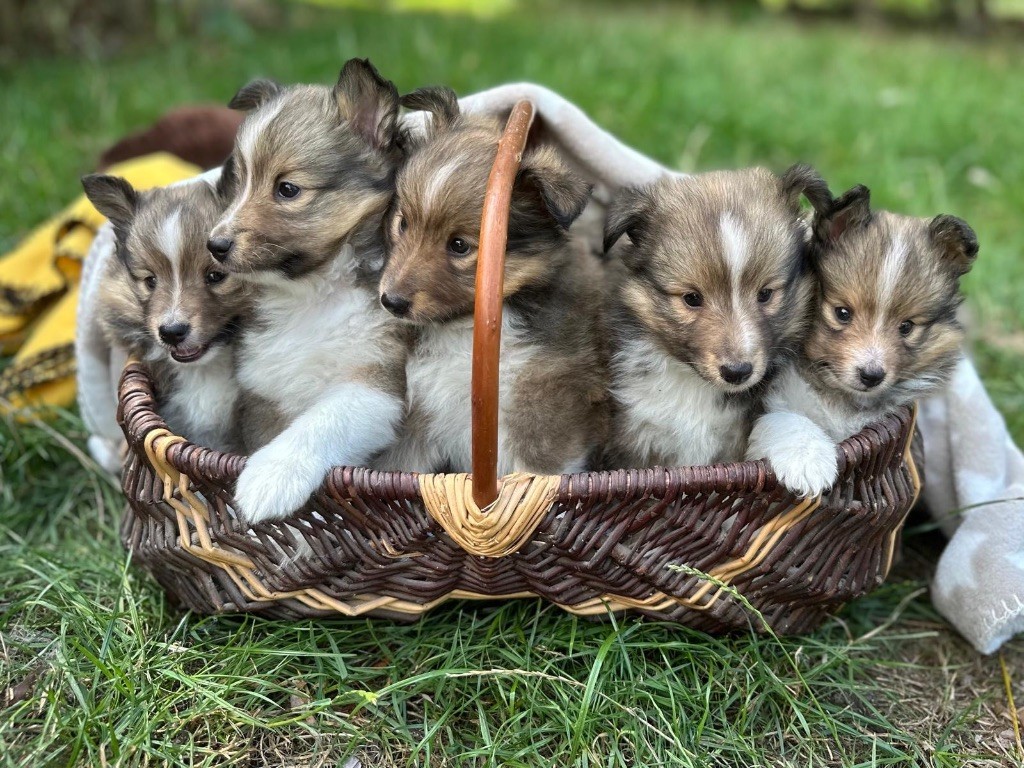 du Cèdre Enchanté - Chiots disponibles - Shetland Sheepdog