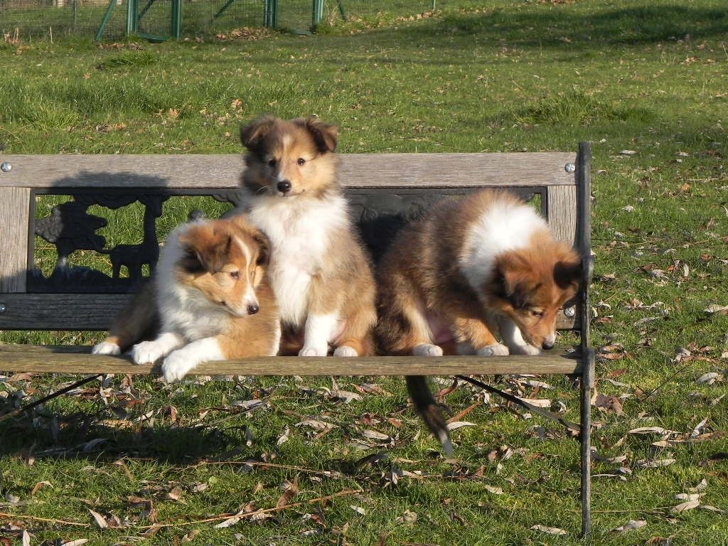 Chiot Shetland Sheepdog du Cèdre Enchanté