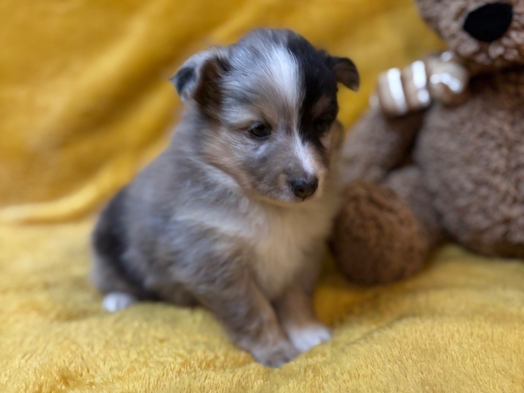 du Cèdre Enchanté - Chiots disponibles - Shetland Sheepdog