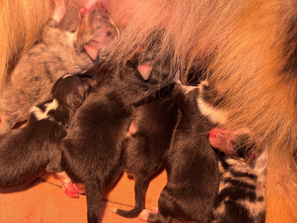 du Cèdre Enchanté - Chiots disponibles - Shetland Sheepdog