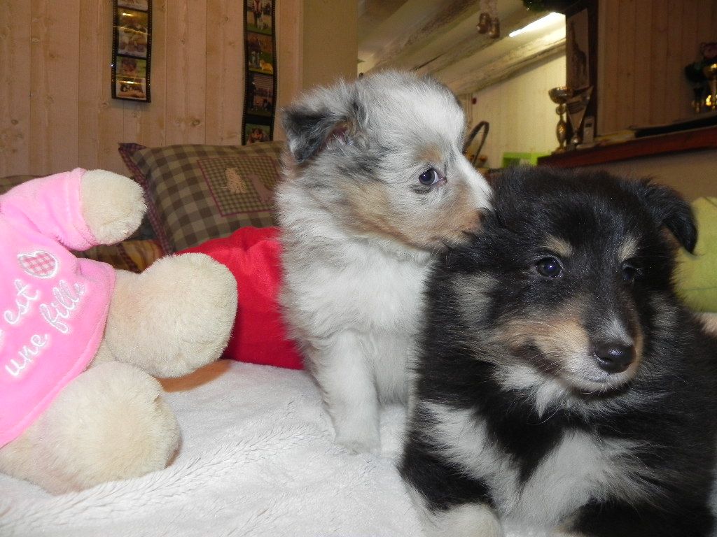 Chiot Shetland Sheepdog du Cèdre Enchanté