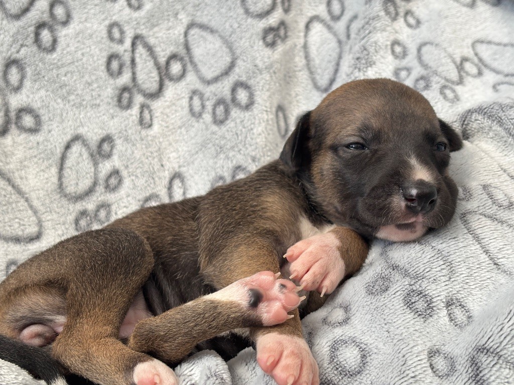 du Cèdre Enchanté - Chiots disponibles - Whippet