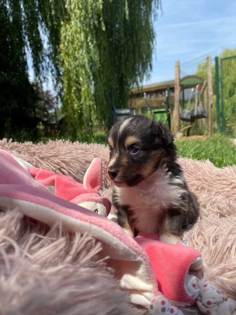du Cèdre Enchanté - Chiots disponibles - Shetland Sheepdog