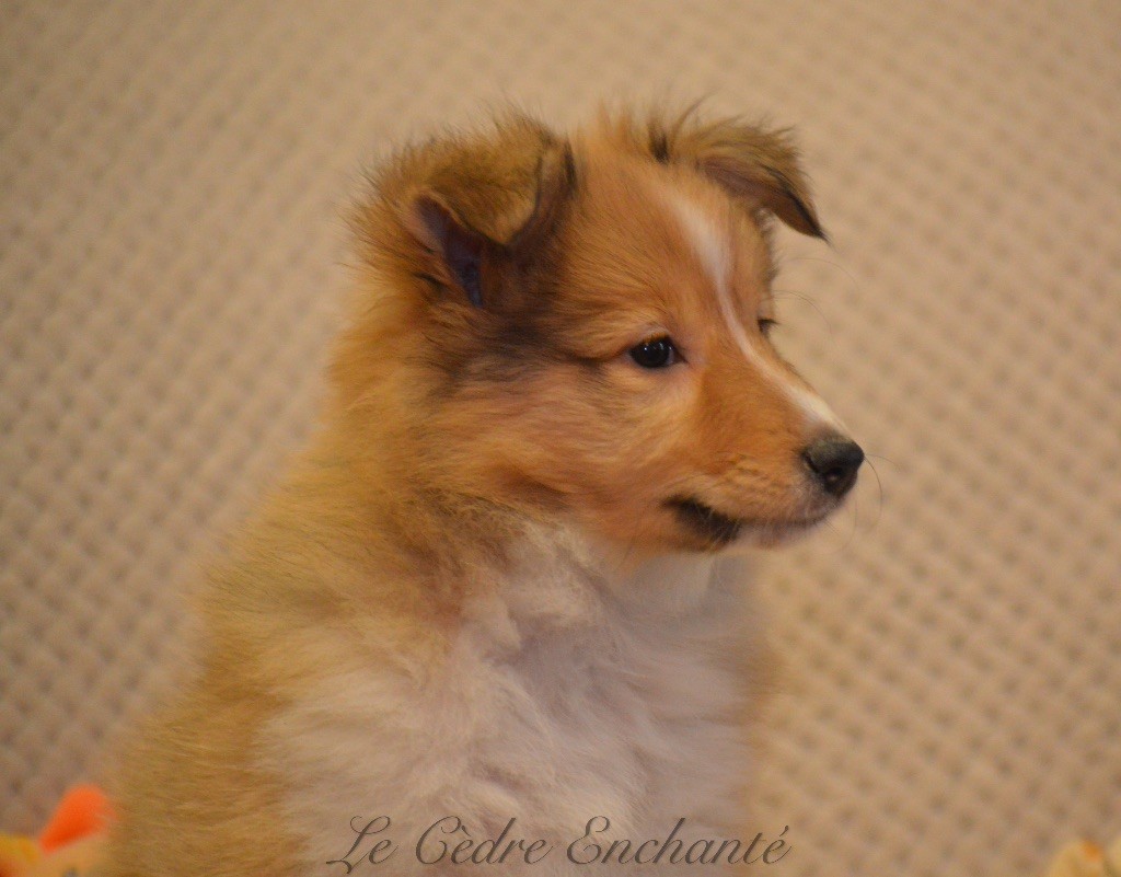 Chiot Shetland Sheepdog du Cèdre Enchanté