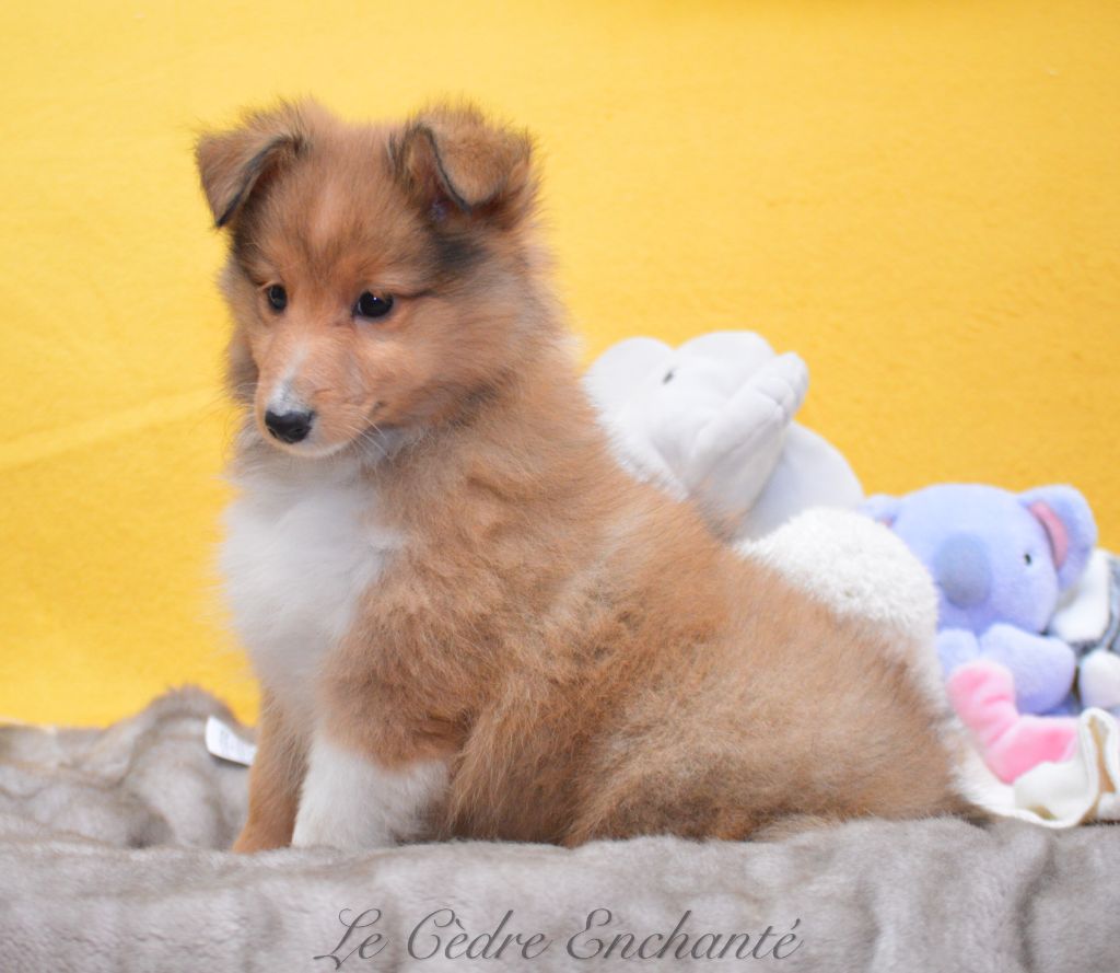 Chiot Shetland Sheepdog du Cèdre Enchanté