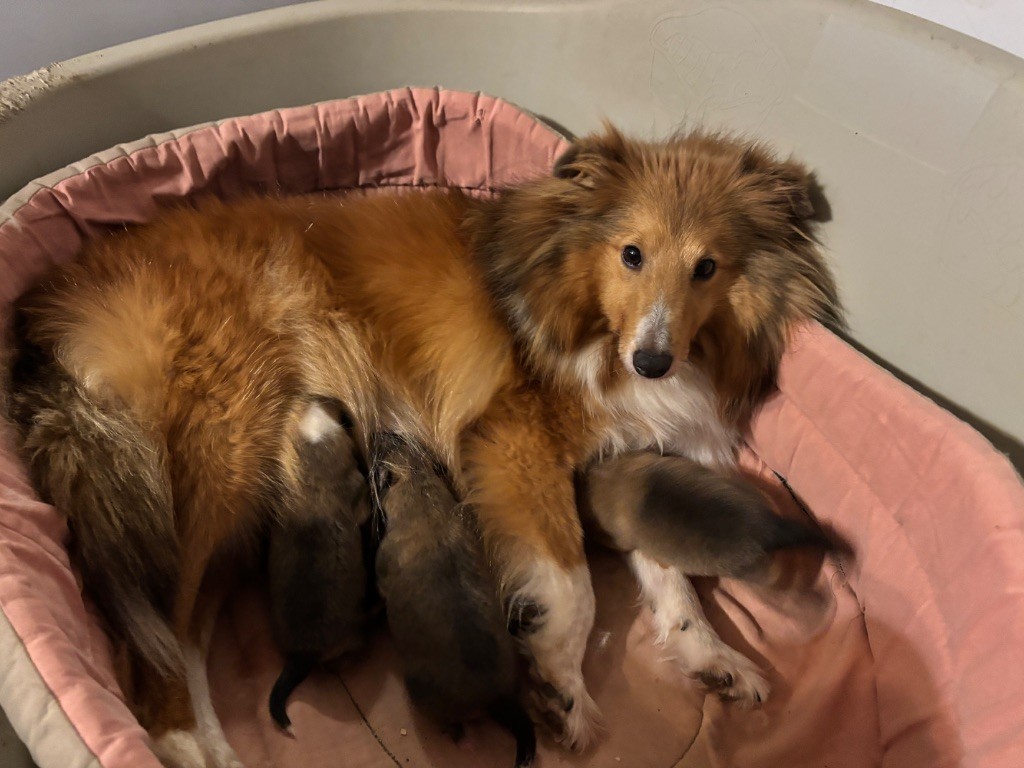 du Cèdre Enchanté - Chiots disponibles - Shetland Sheepdog