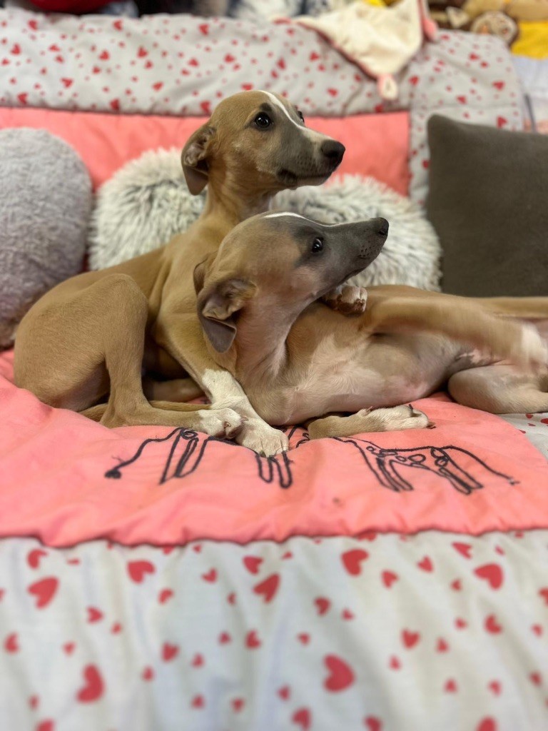 du Cèdre Enchanté - Chiots disponibles - Whippet