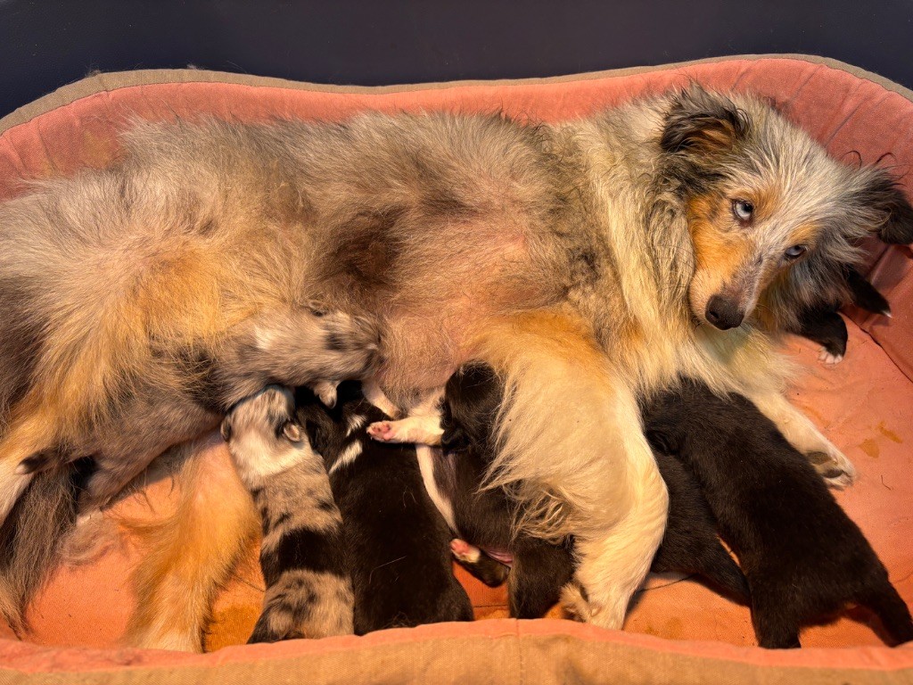 du Cèdre Enchanté - Chiots disponibles - Shetland Sheepdog