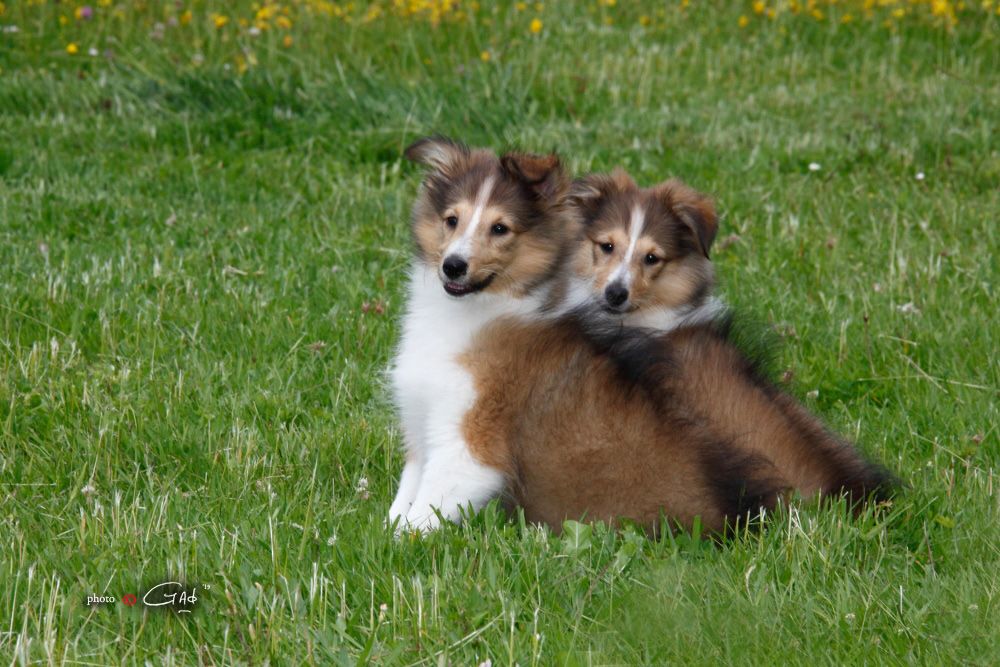 Chiot Shetland Sheepdog du Cèdre Enchanté