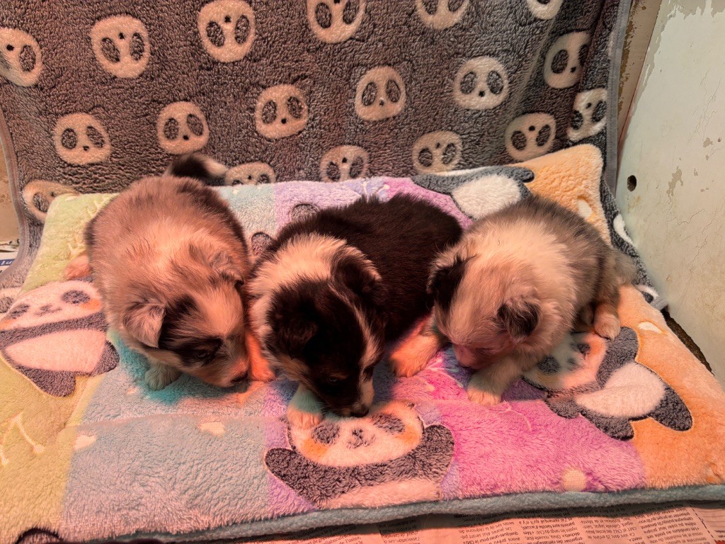 du Cèdre Enchanté - Chiots disponibles - Shetland Sheepdog