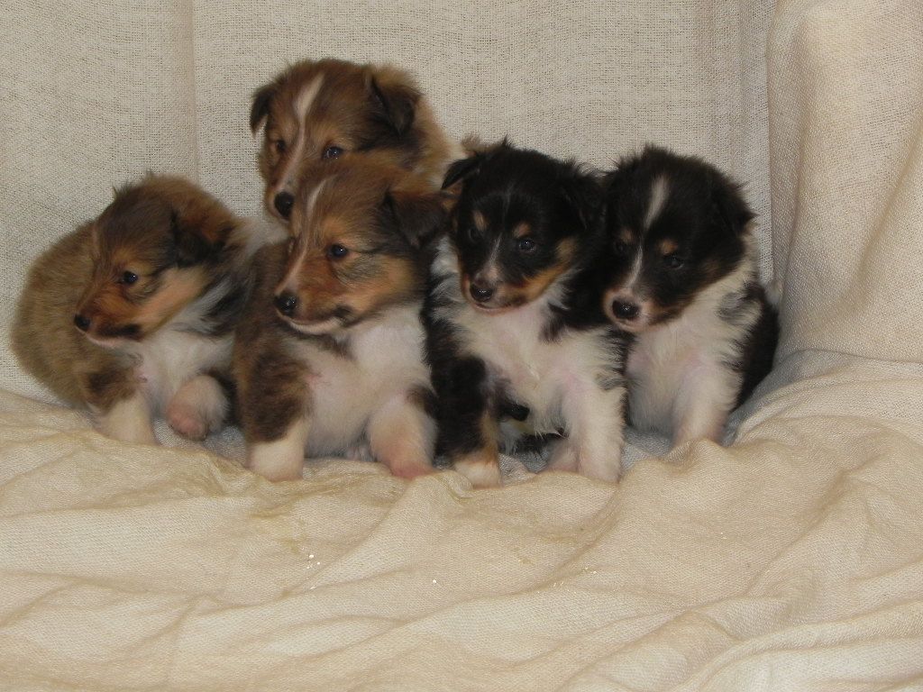 Chiot Shetland Sheepdog du Cèdre Enchanté