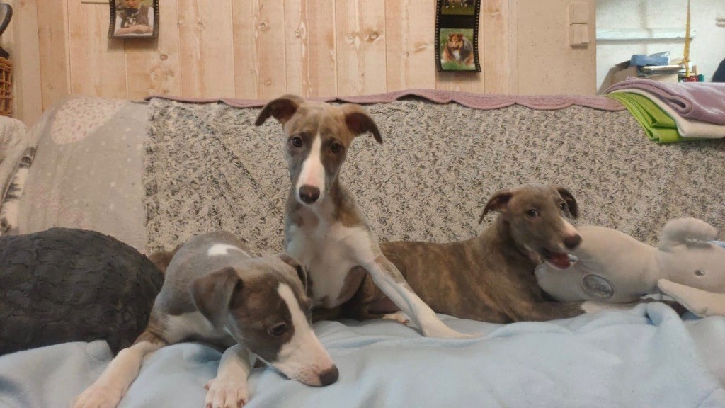 Chiot Whippet du Cèdre Enchanté
