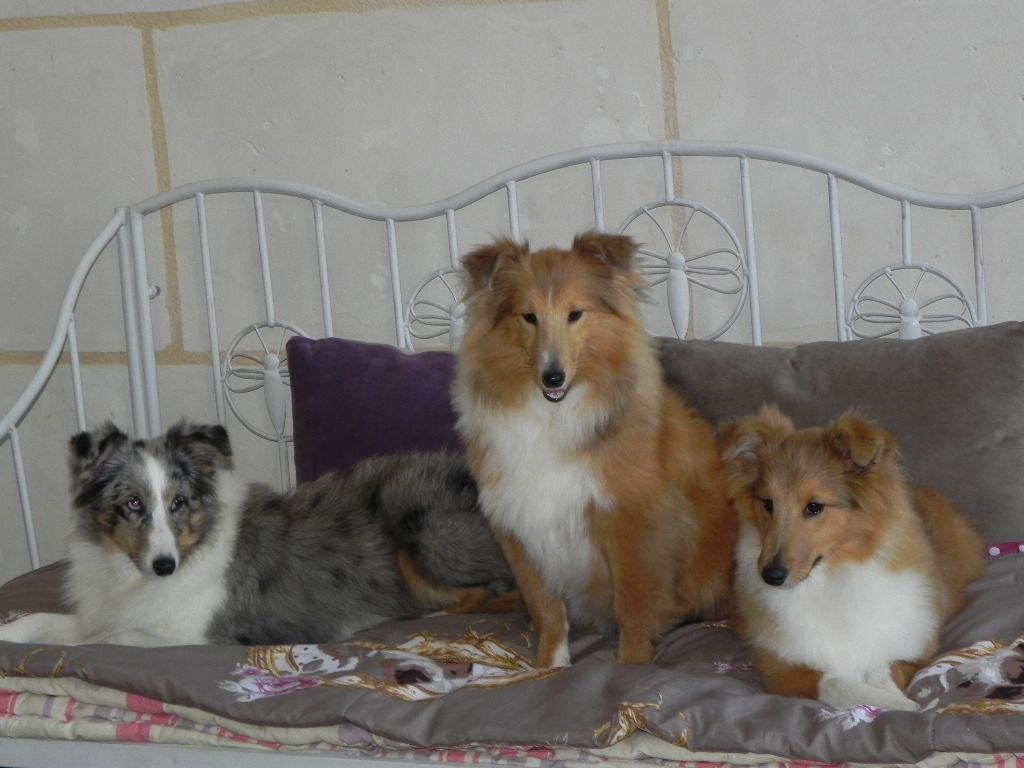 Chiot Shetland Sheepdog du Cèdre Enchanté