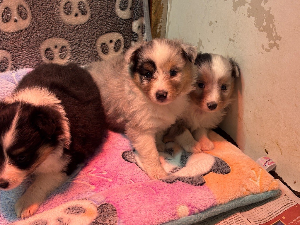 du Cèdre Enchanté - Chiots disponibles - Shetland Sheepdog