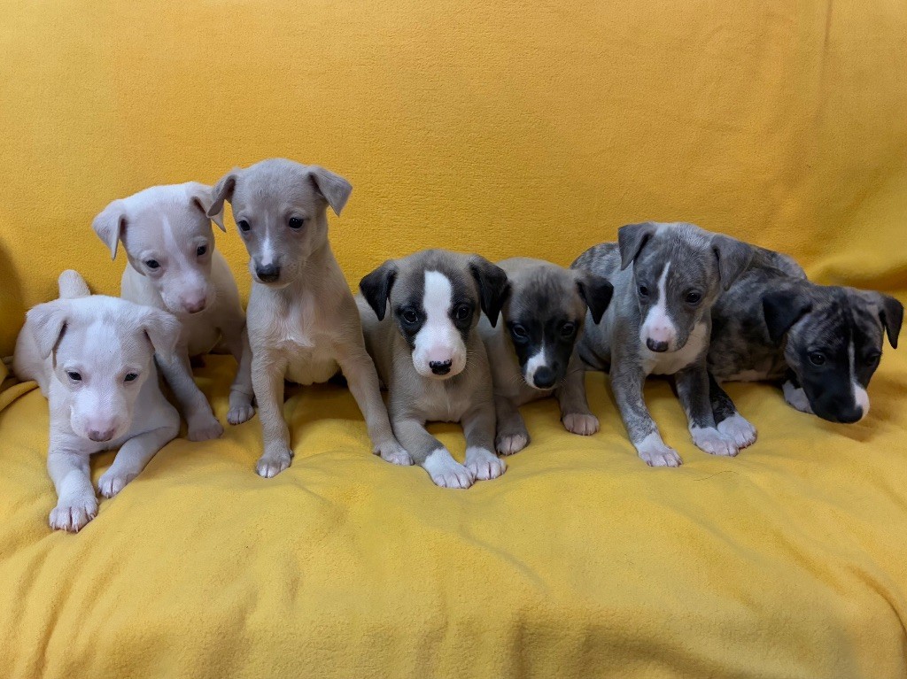du Cèdre Enchanté - Whippet - Portée née le 17/09/2025