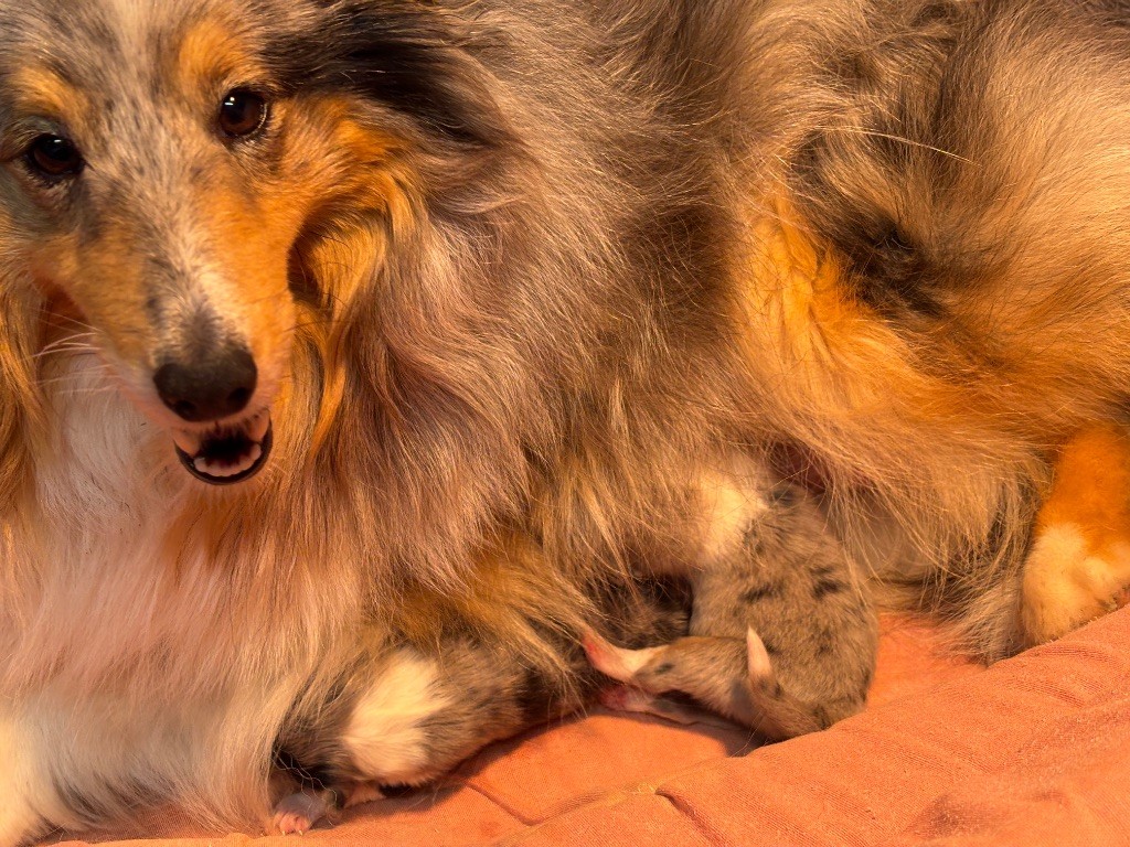 du Cèdre Enchanté - Chiots disponibles - Shetland Sheepdog