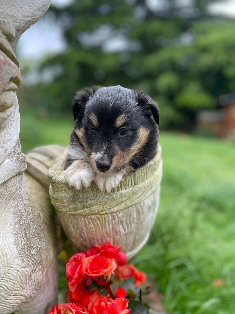 du Cèdre Enchanté - Chiots disponibles - Shetland Sheepdog