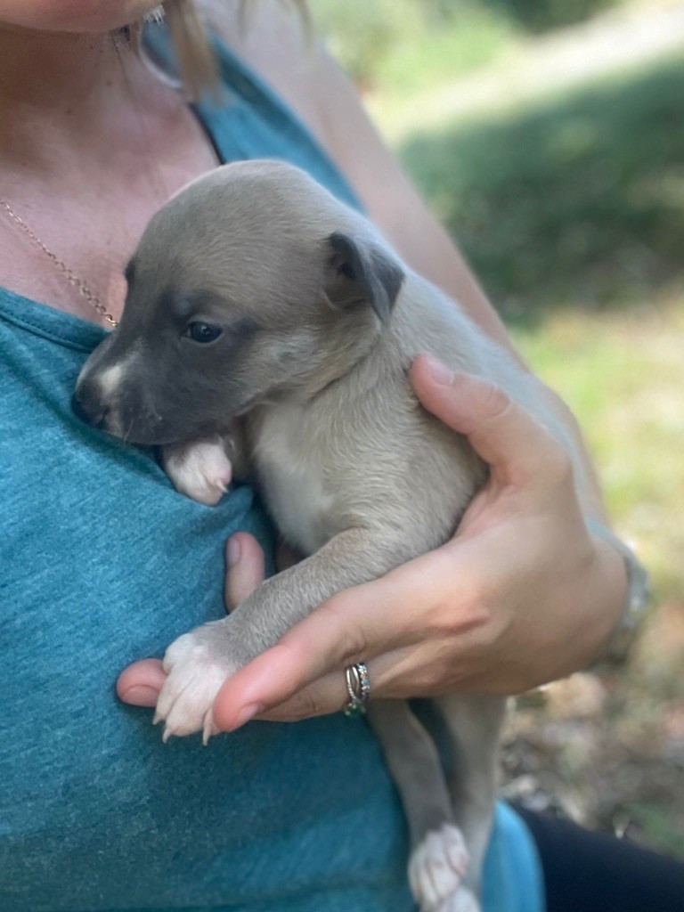 du Cèdre Enchanté - Chiots disponibles - Whippet