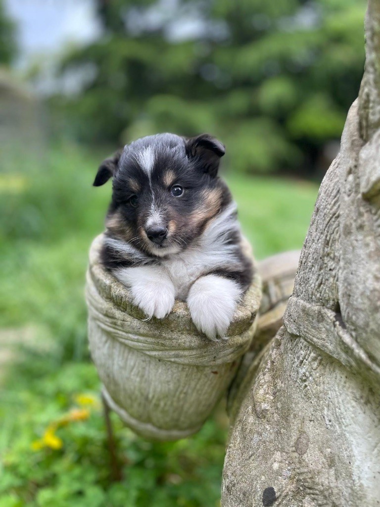 du Cèdre Enchanté - Chiots disponibles - Shetland Sheepdog