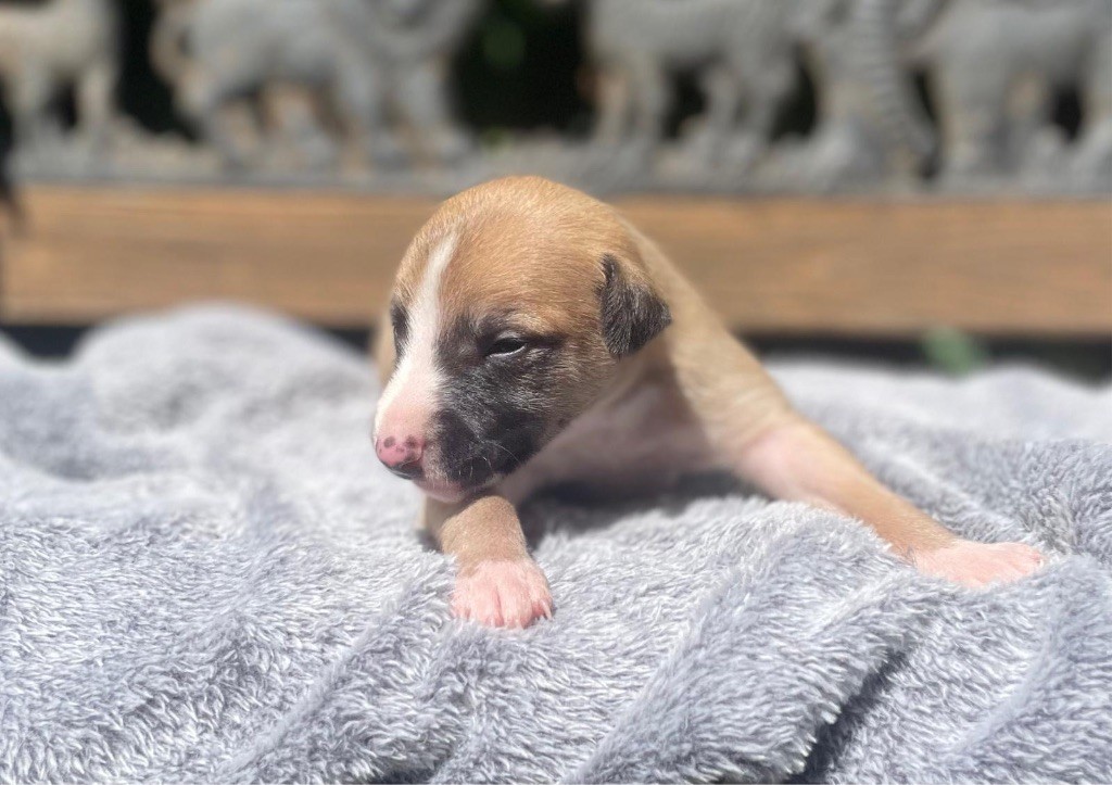 du Cèdre Enchanté - Chiots disponibles - Whippet