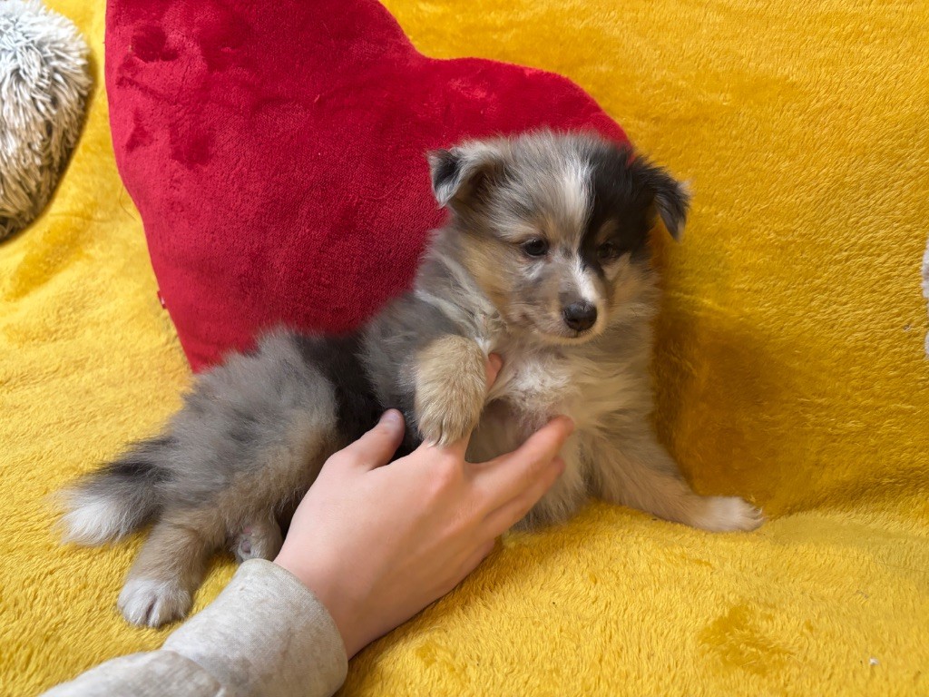 du Cèdre Enchanté - Chiots disponibles - Shetland Sheepdog