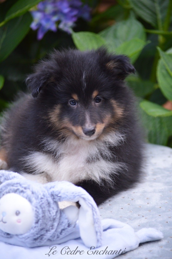 Chiot Shetland Sheepdog du Cèdre Enchanté