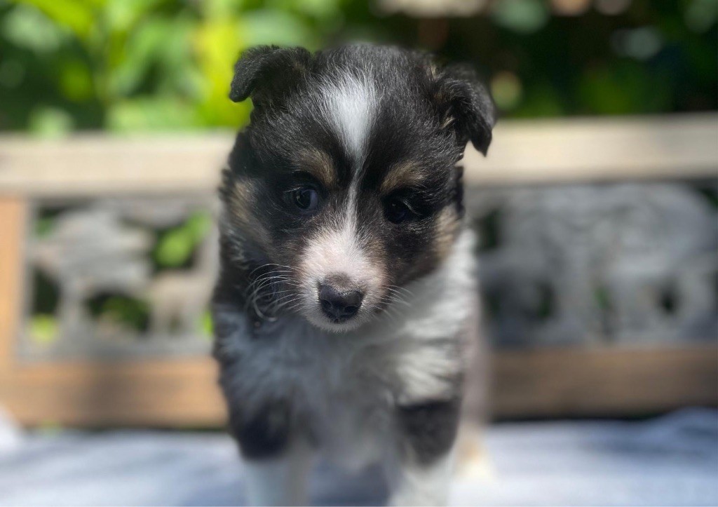 du Cèdre Enchanté - Chiots disponibles - Shetland Sheepdog