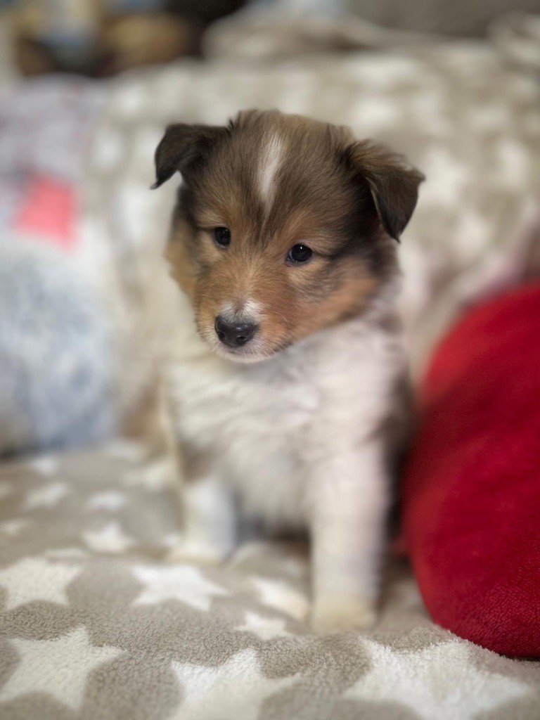 du Cèdre Enchanté - Chiots disponibles - Shetland Sheepdog