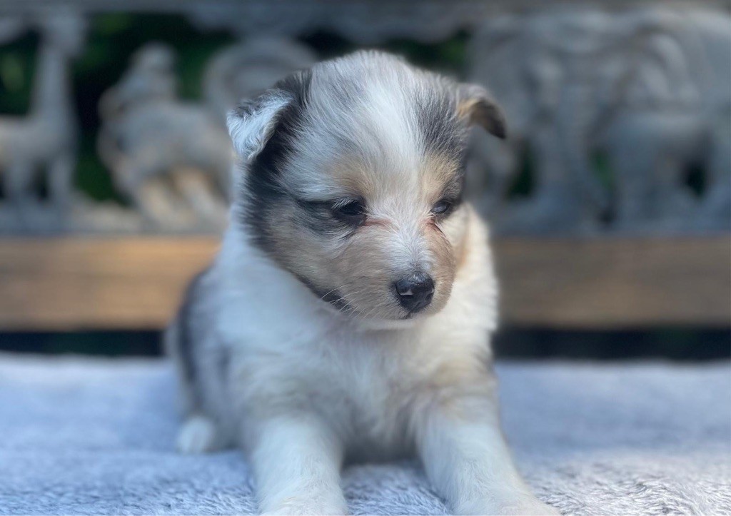 du Cèdre Enchanté - Chiots disponibles - Shetland Sheepdog