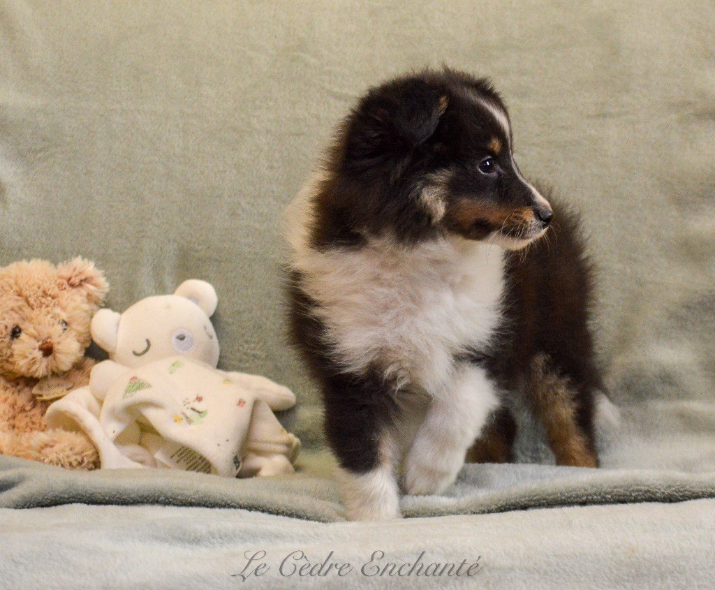 Chiot Shetland Sheepdog du Cèdre Enchanté