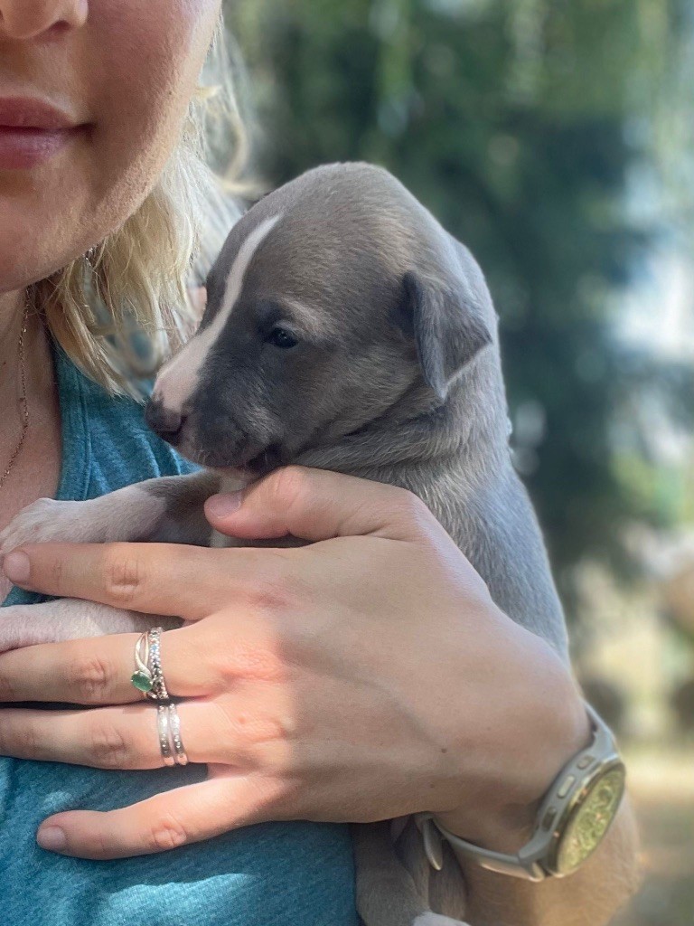 du Cèdre Enchanté - Chiots disponibles - Whippet
